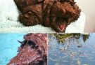 A woman walking her dog finds dinosaur-like creature in a lake – is shocked when she learns what it really is