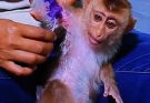 Wounded Whimpers: Baby Monkey’s Painful A Wound and Was Treatment