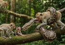 The Silent Tragedy: Poor Baby Monkey Caught and Eaten by a Snake