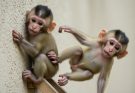 Tiny Cries of Sorrow: Two Baby Monkeys Falling Hard