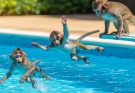 Baby Monkey Falling into the Mini Pool
