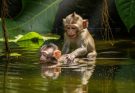 Tragedy at the Pool -The Drowned Newborn Monkey