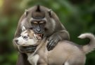 The Big Monkey’s Bite — The Tiny Husky’s Pain