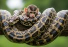 The Giant Python and the Helpless Baby Monkey