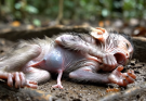 Baby monkey lies alone on forest floor, crying desperately