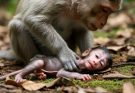 Old monkey give a newborn and left on the ground so much hurt