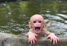 Wow smart baby monkey swimming