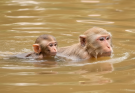 Good mother monkey take care her baby while swimming