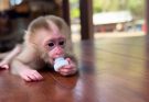 The baby monkey is sucking its breast.